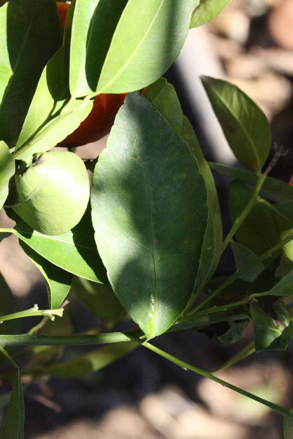              Shade leaves (Riverside, CA)       